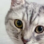 canvasphoto